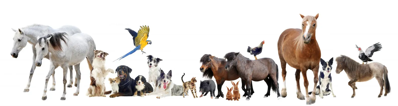 shutterstock_1168048204